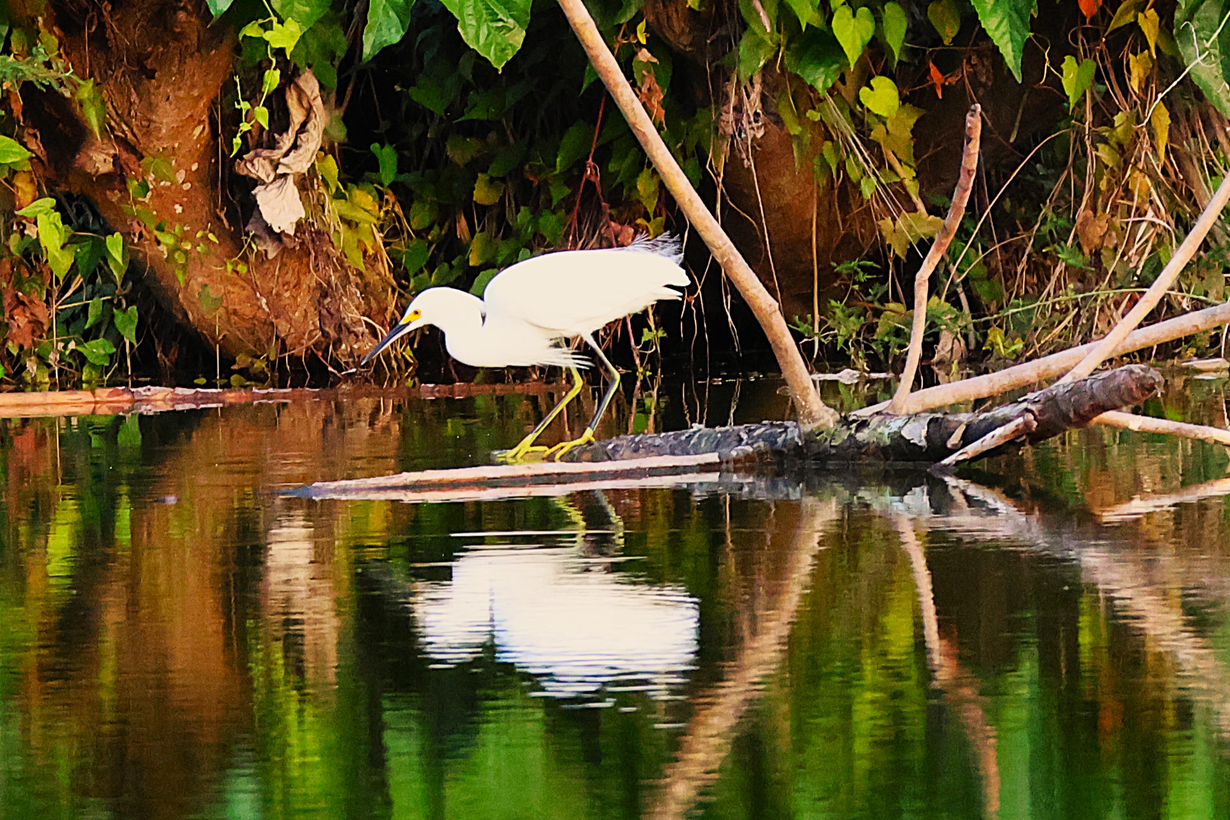 Aigrette neigeuse