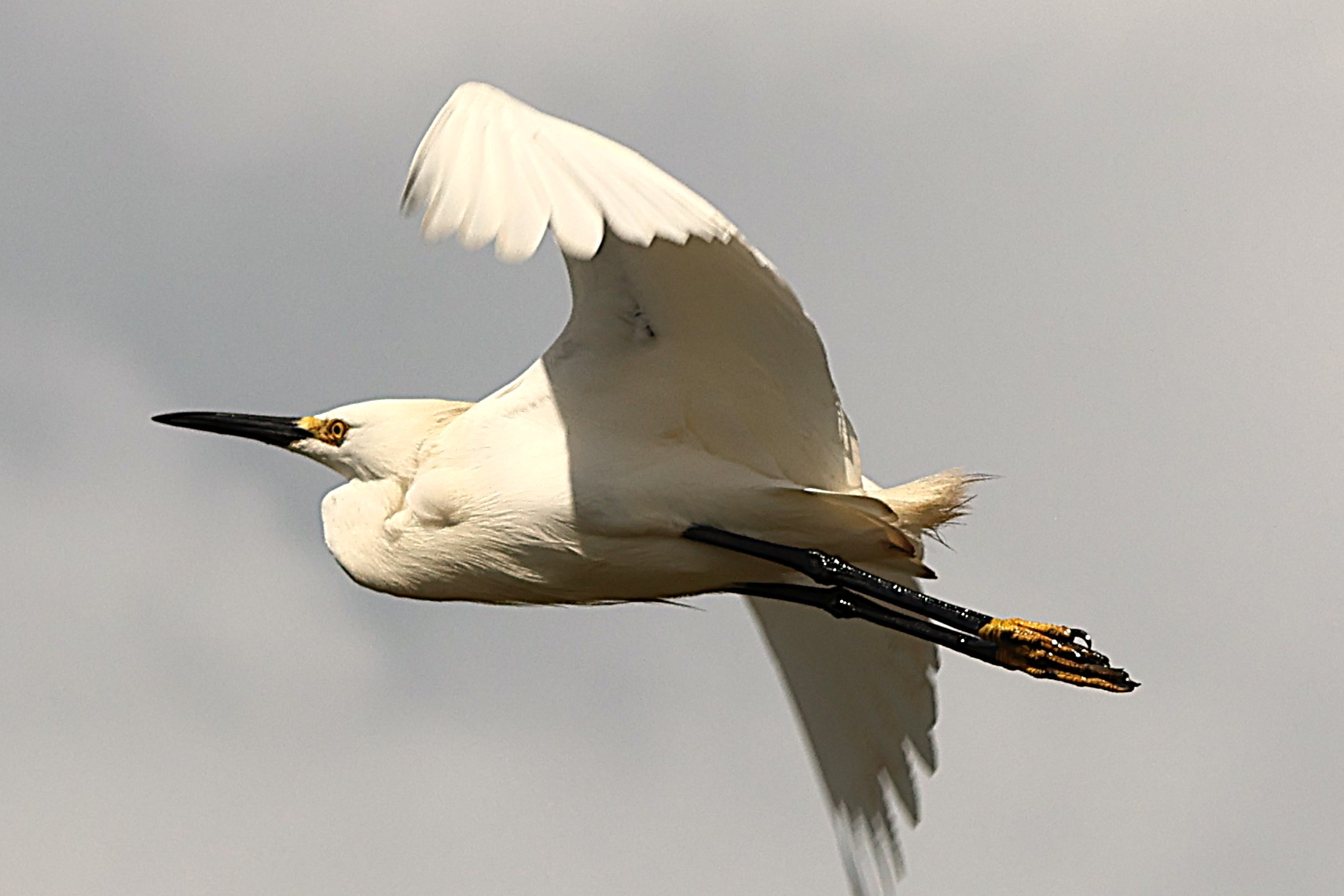 Aigrette neigeuse - Photo 2