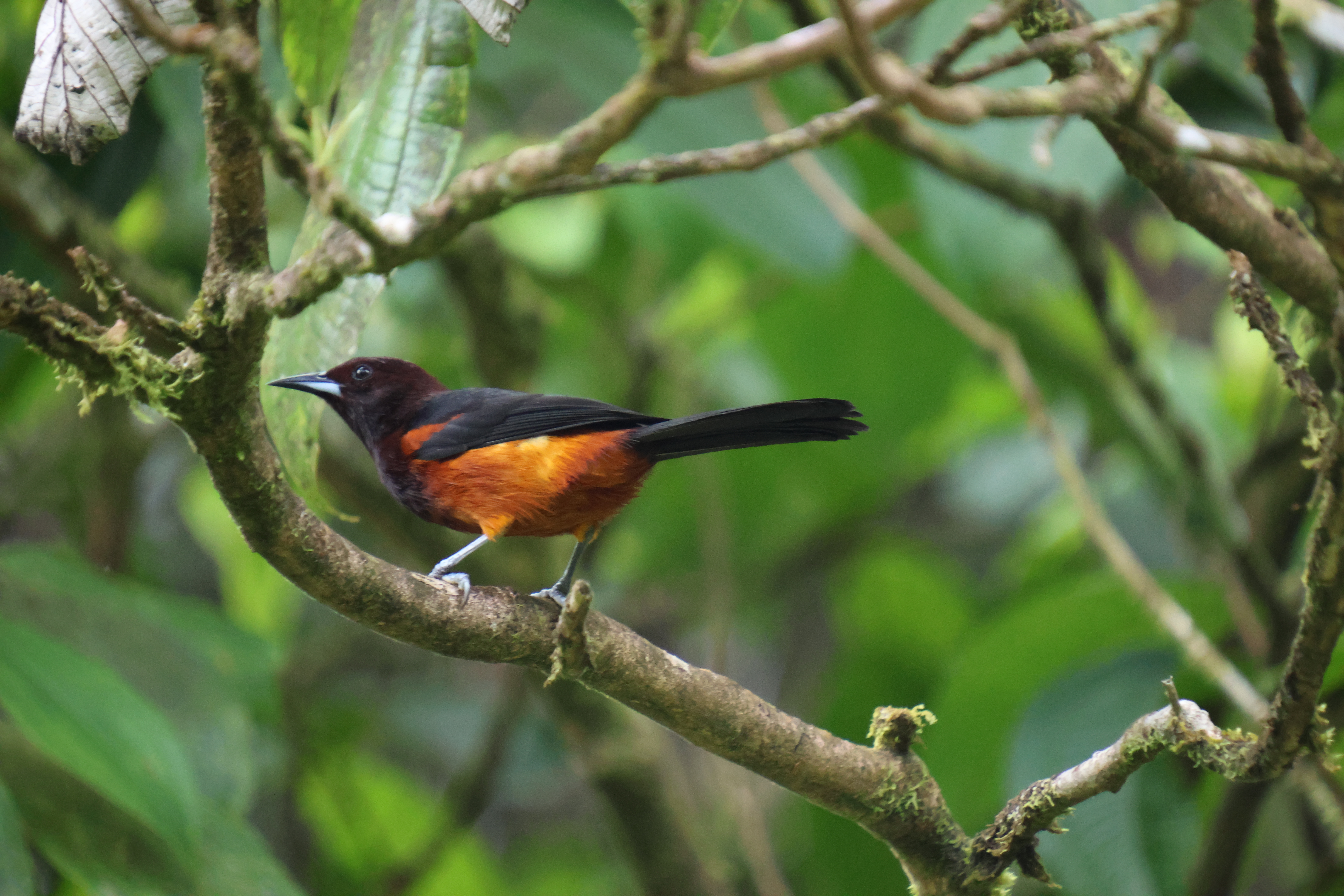 Oriole de la Martinique - Photo 1