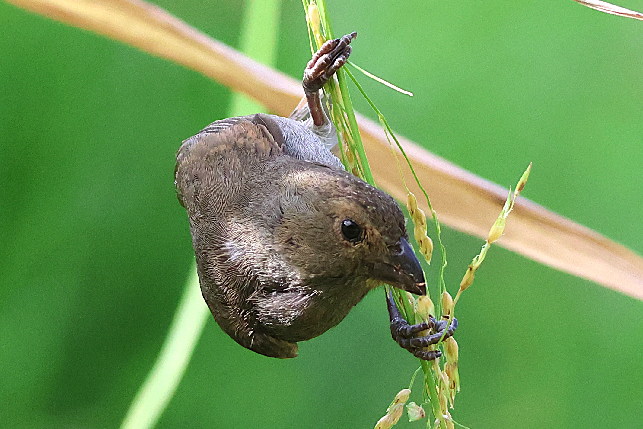 Sporophile cici