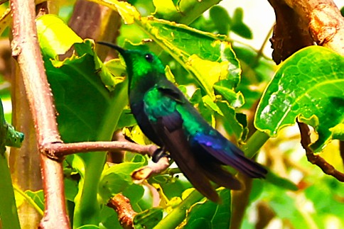 Colibri falle-vert