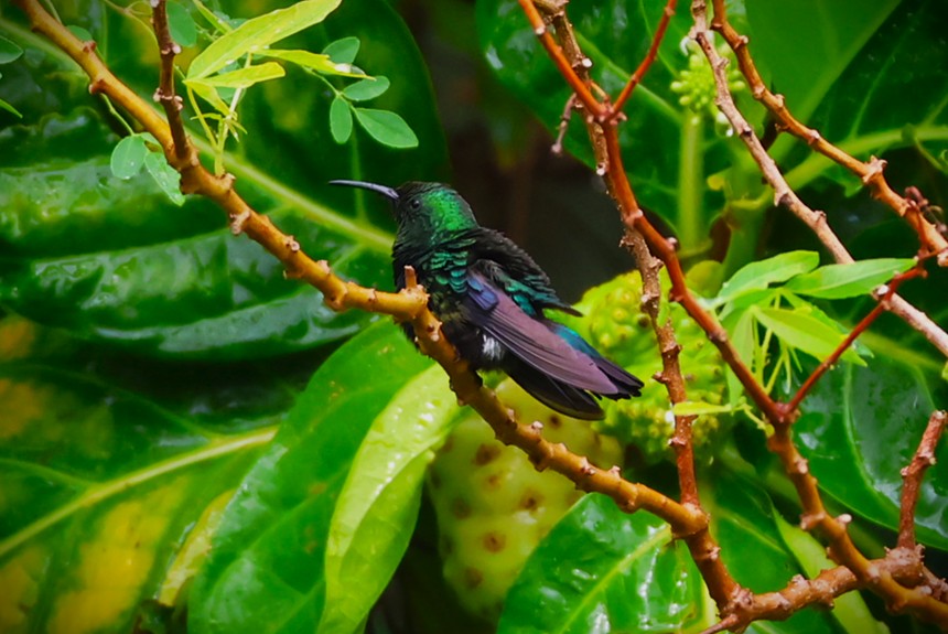 Colibri falle-vert - Photo 4