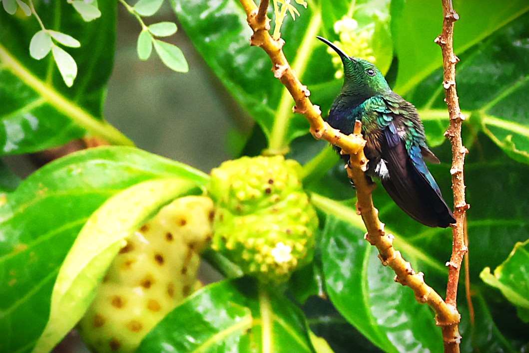 Colibri falle-vert - Photo 5