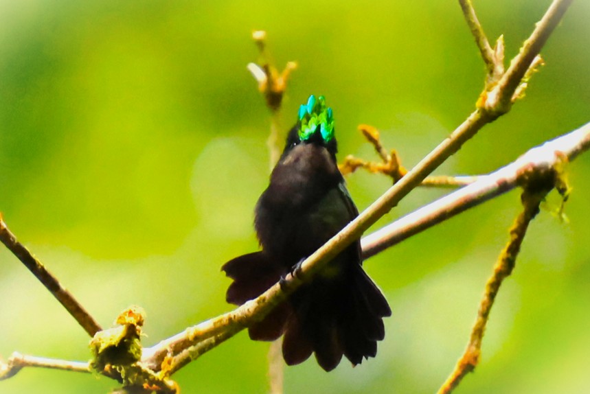 Colibri huppé
