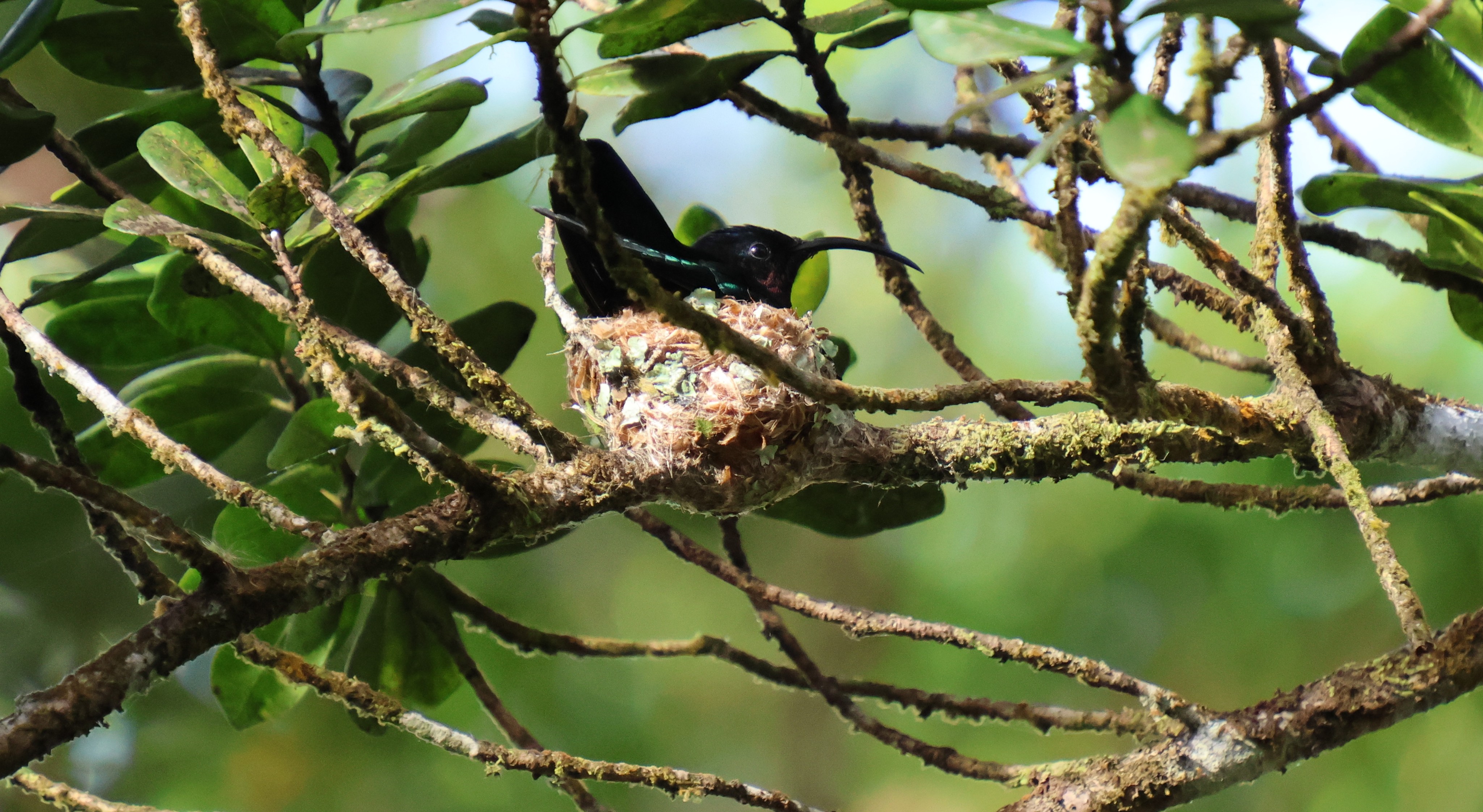 Colibri madère - Photo 1