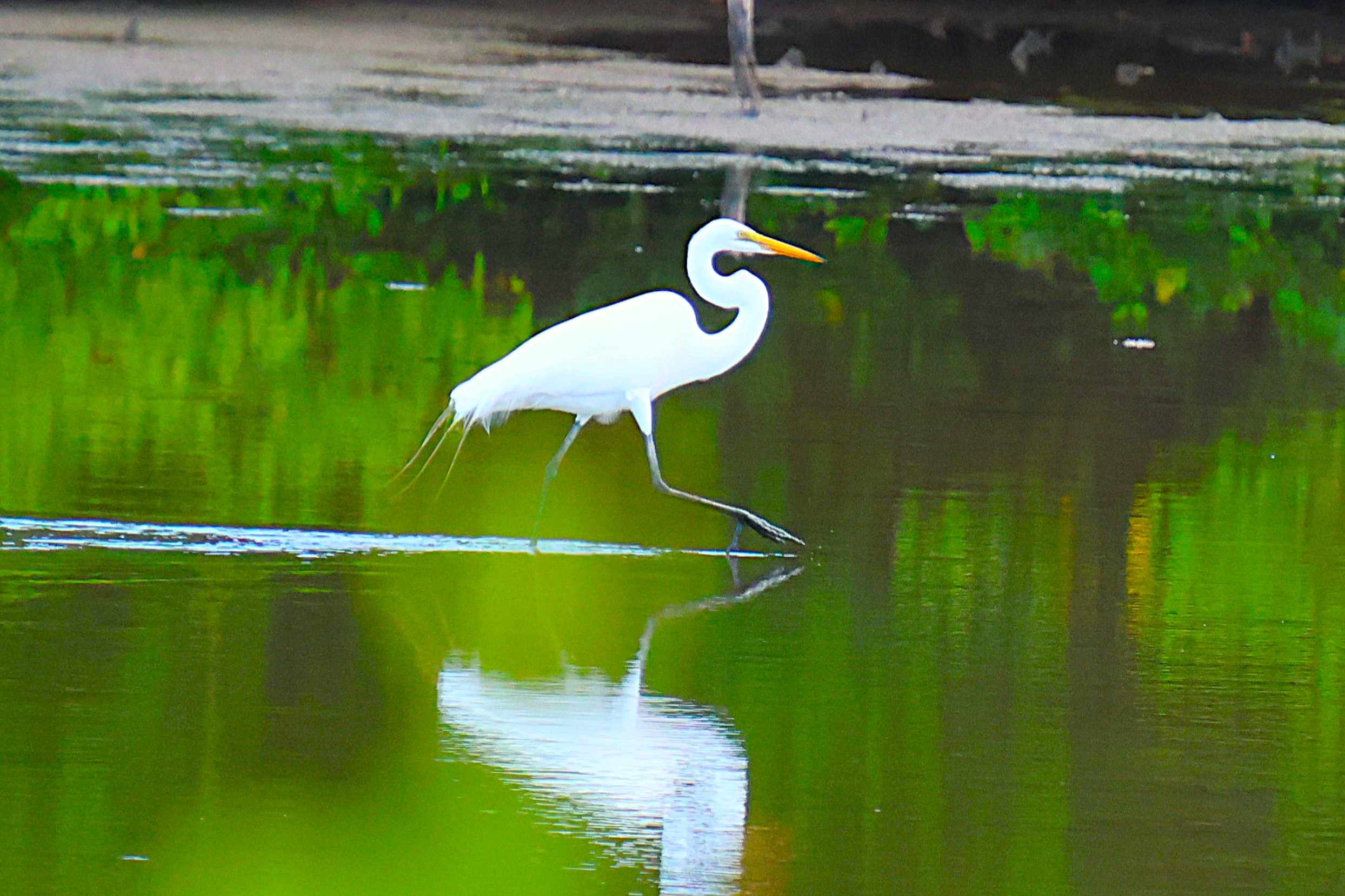 Grande Aigrette