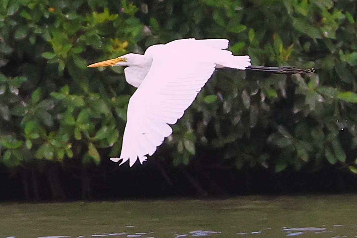Grande Aigrette - Photo 4