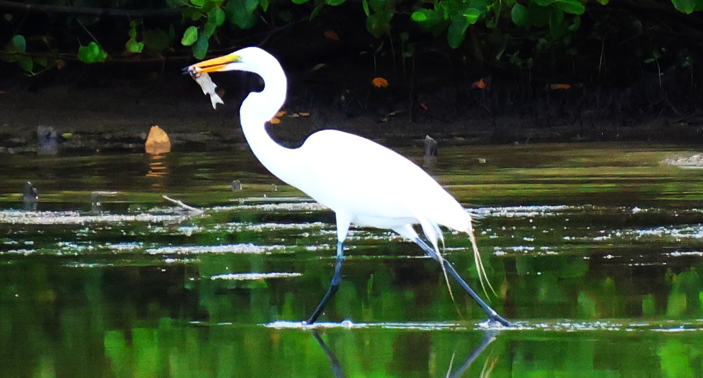 Grande Aigrette - Photo 5