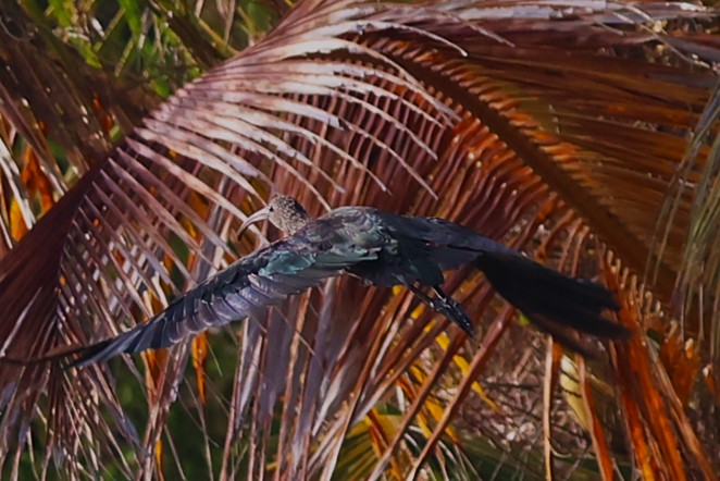 Ibis falcinelle