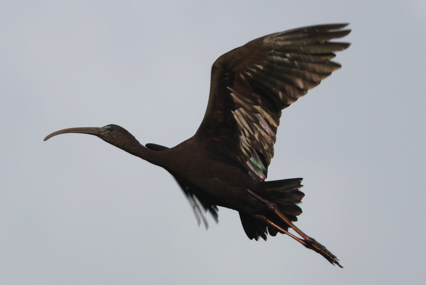 Ibis falcinelle - Photo 2