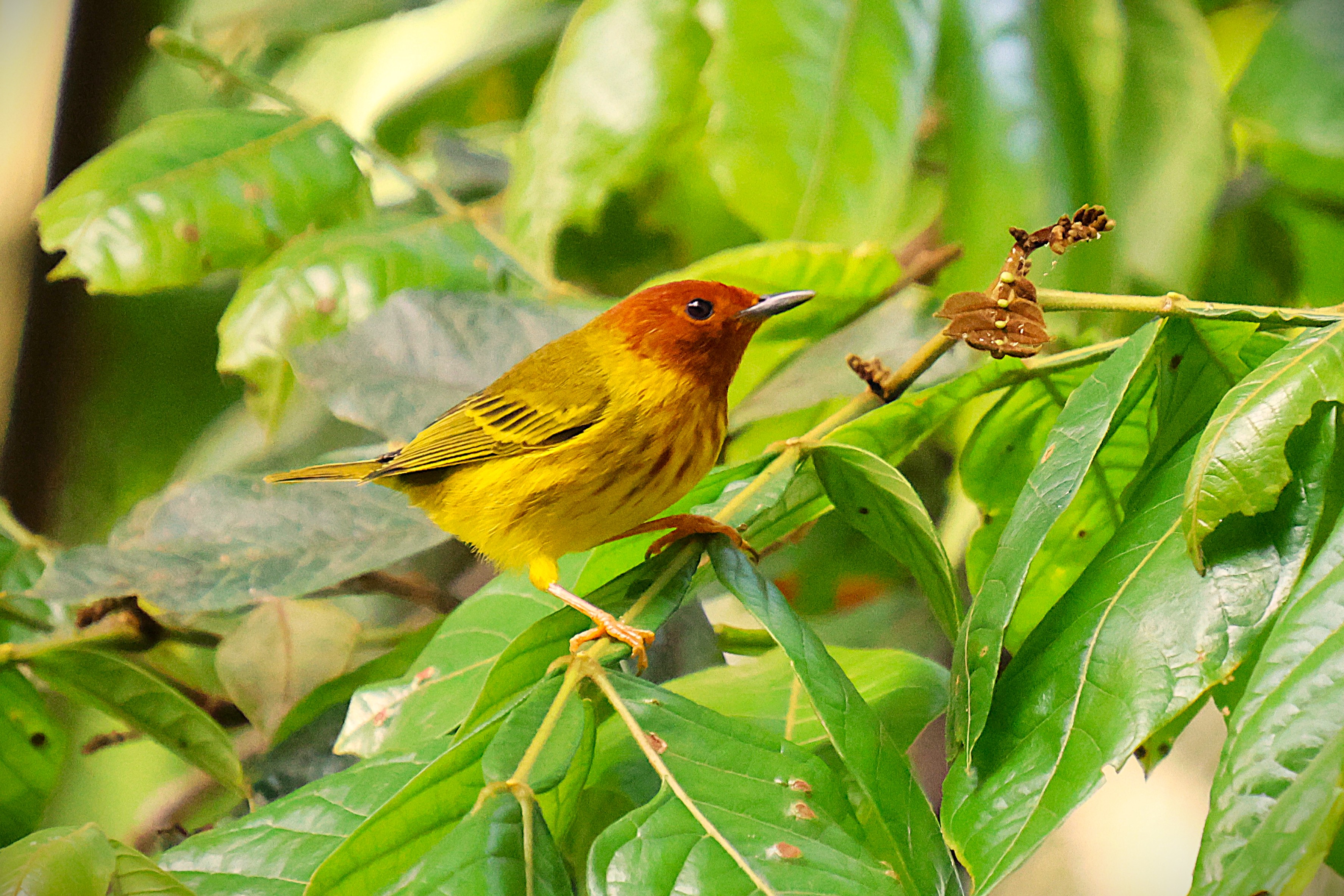Paruline jaune