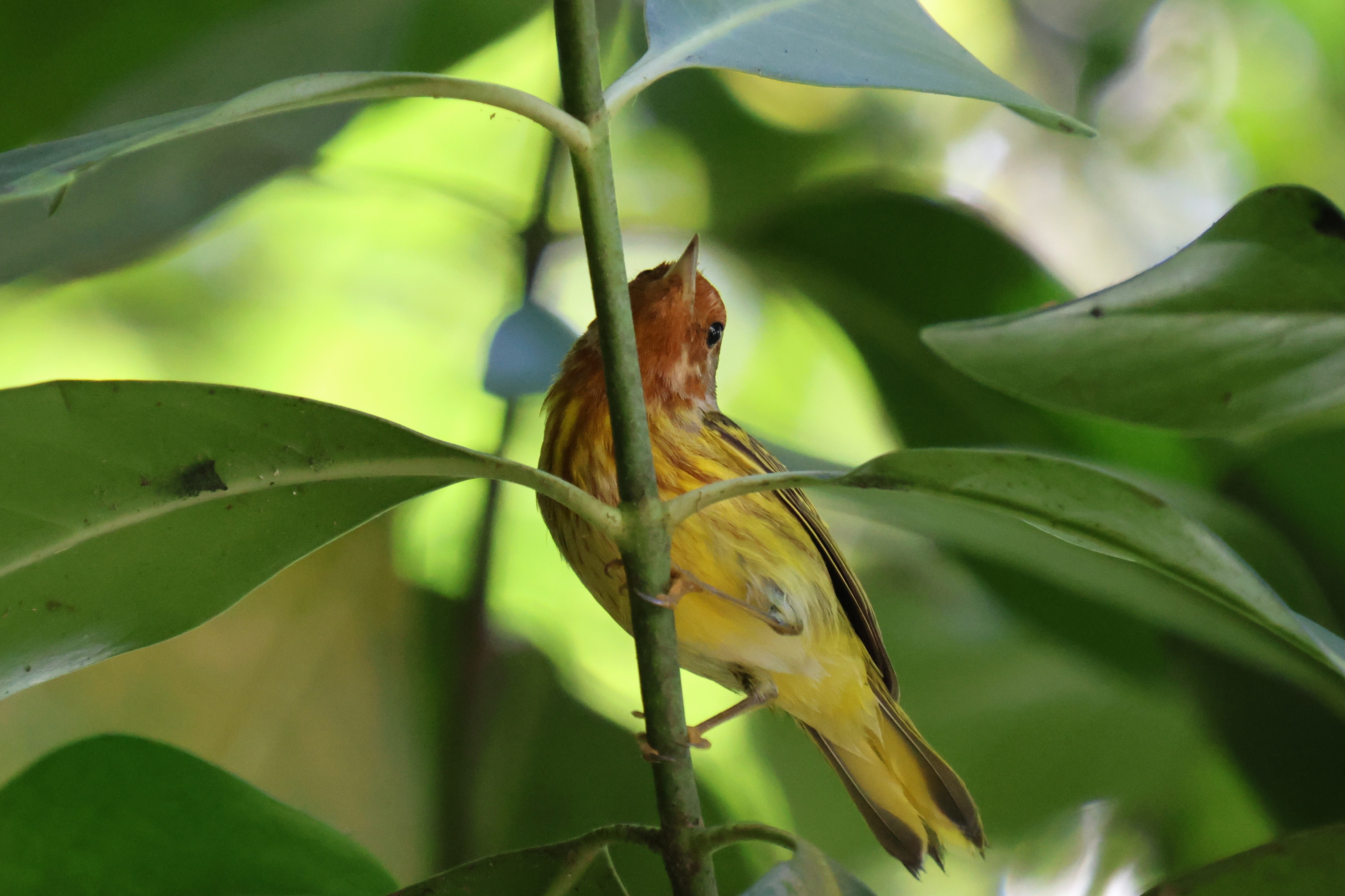 Paruline jaune - Photo 2