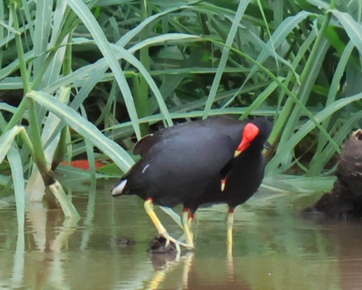 Gallinule poule d'eau