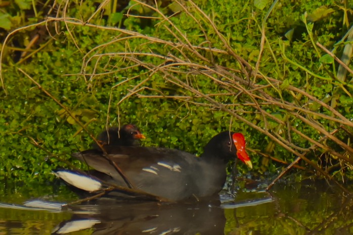 Gallinule poule d'eau - Photo 2