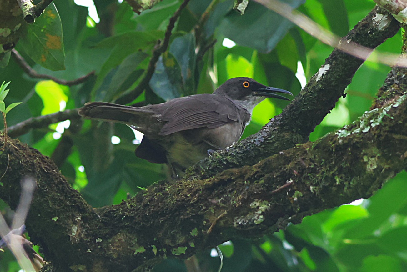 Trembleur gris